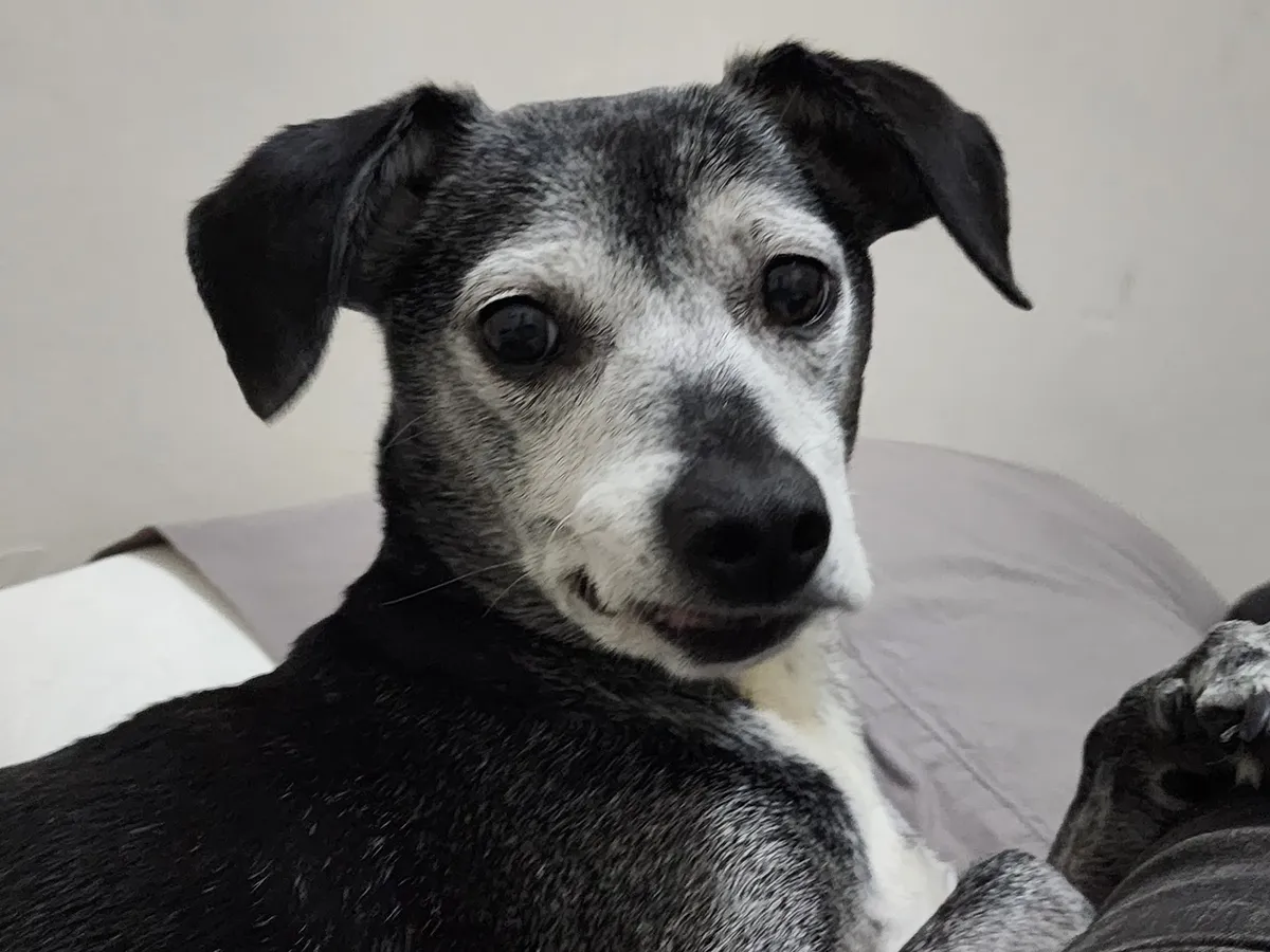 Dog 2