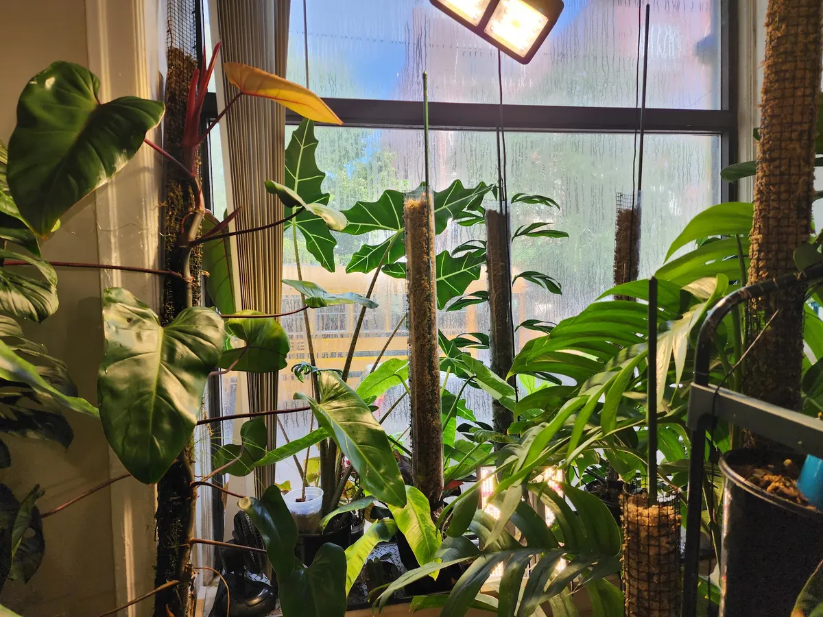 Plants